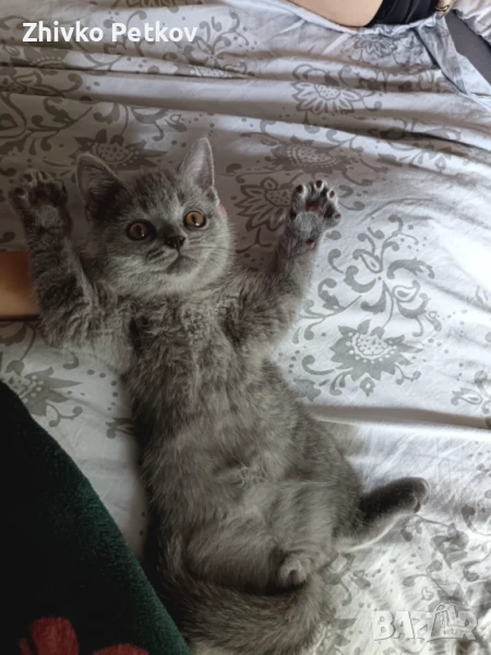 Сладки Британчета търсят своят нов дом. , снимка 1