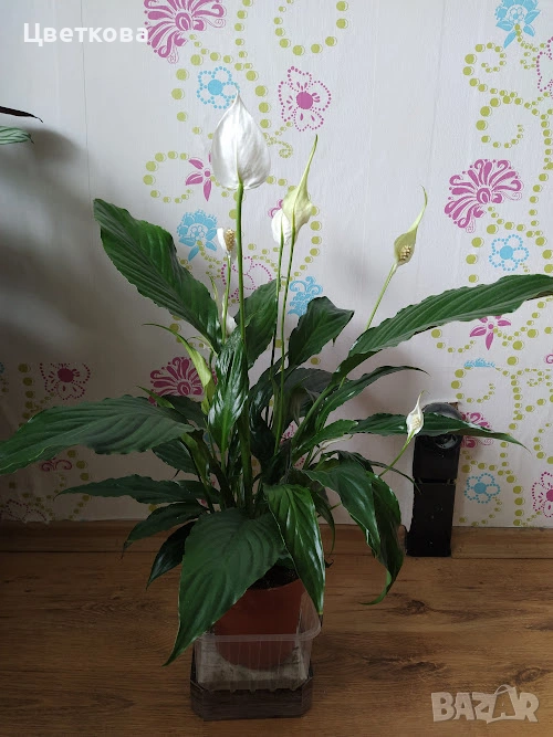 СПАТИФИЛИУМ, снимка 1