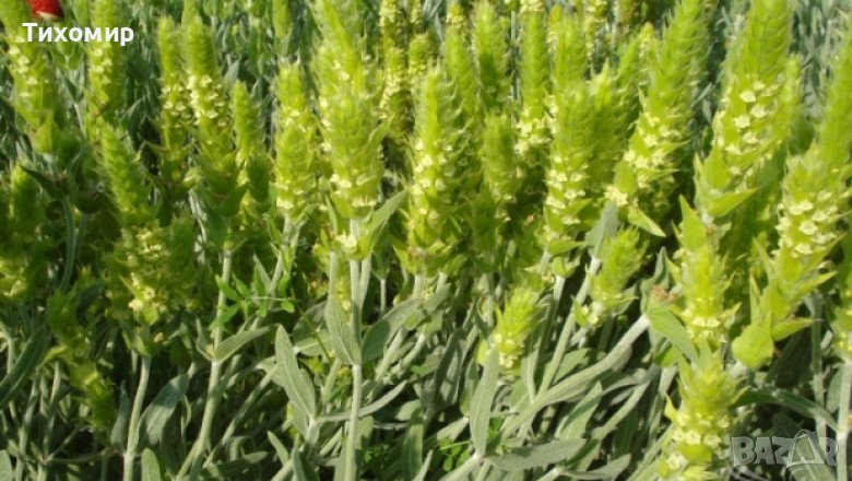 Домашен Мурсалски чай, снимка 1