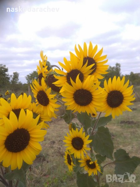 Семена от декоративни мини слънчогледи, снимка 1