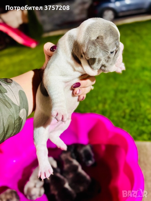 Френски булдог, снимка 1