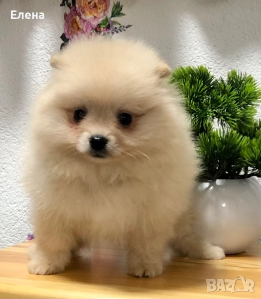 Момченце, снимка 1