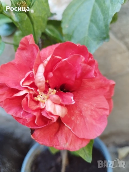 хибискус, снимка 1