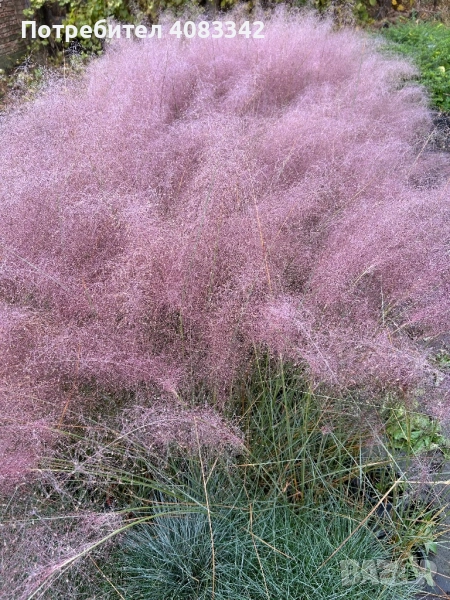 Мюленбергия, снимка 1