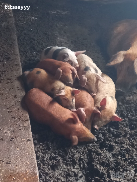 Продавам прасета .малки 150-200. Големи 600- 1100лв, снимка 1