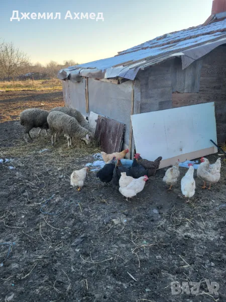 Гъски кокошки пилета  зайци гълъби, снимка 1