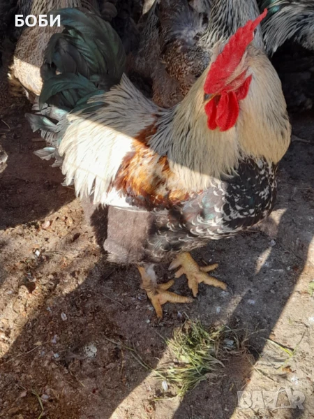 петел катунски, снимка 1