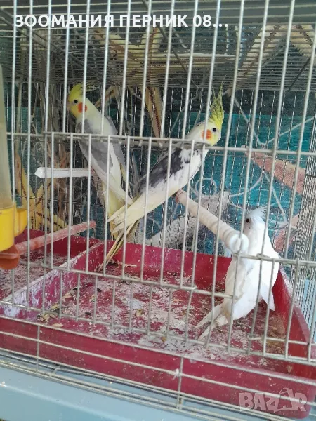 корела , снимка 1