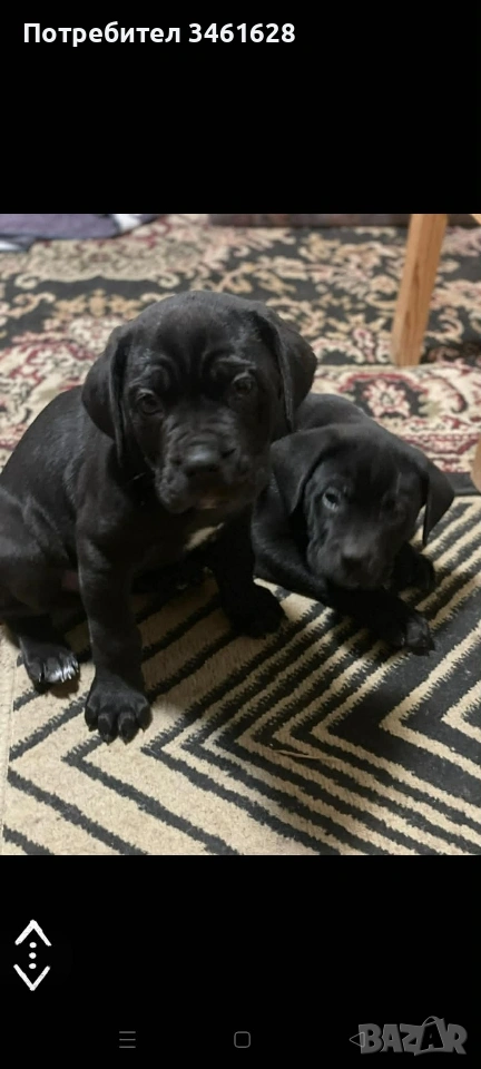 Кане Корсо бебета, снимка 1