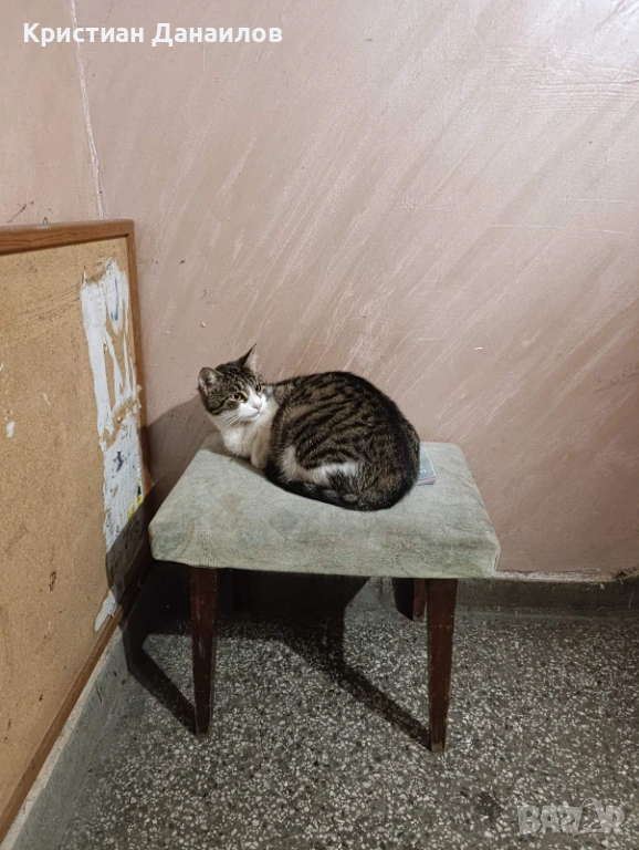 Подарявам коте на 9м, снимка 1