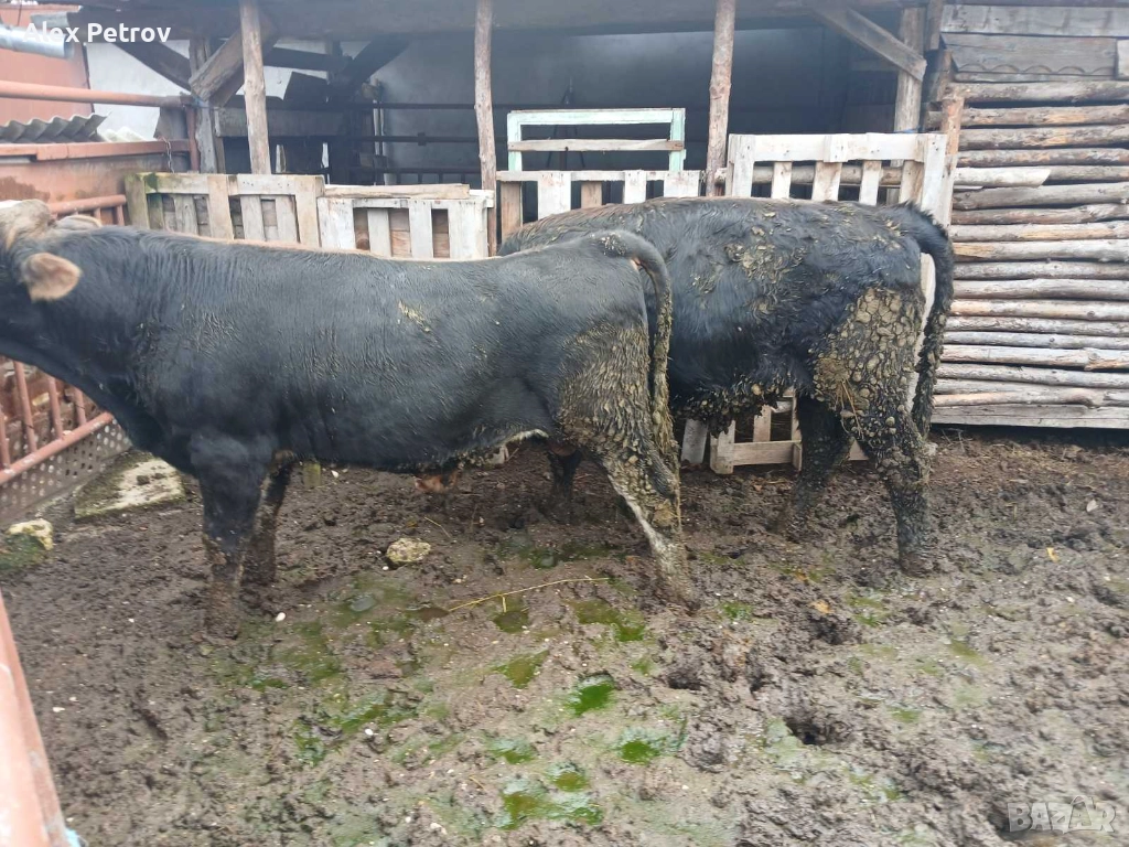 Свободни 2 мъжки телета, снимка 1