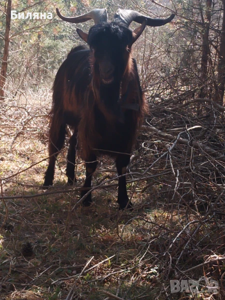 Пръч "Френски алпин", снимка 1