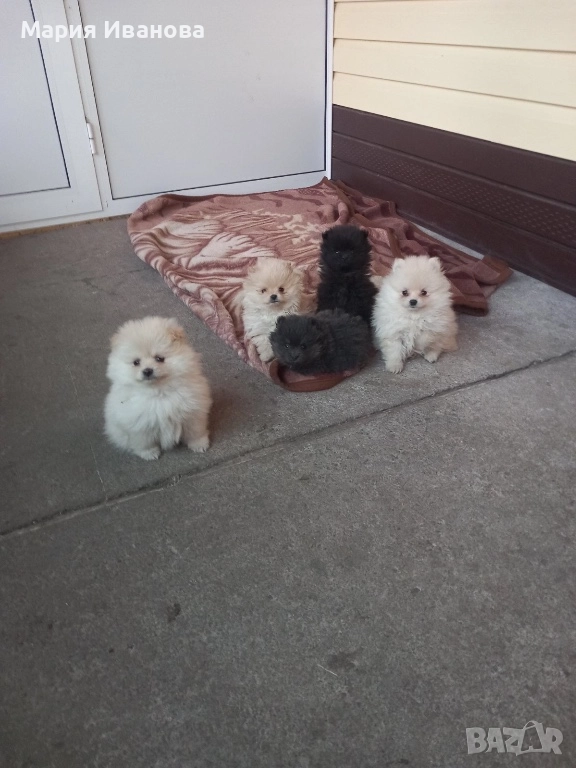 Бебета мини шпиц си търсят нов дом , снимка 1