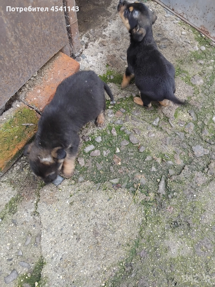 подарявам мъжки кучета, снимка 1