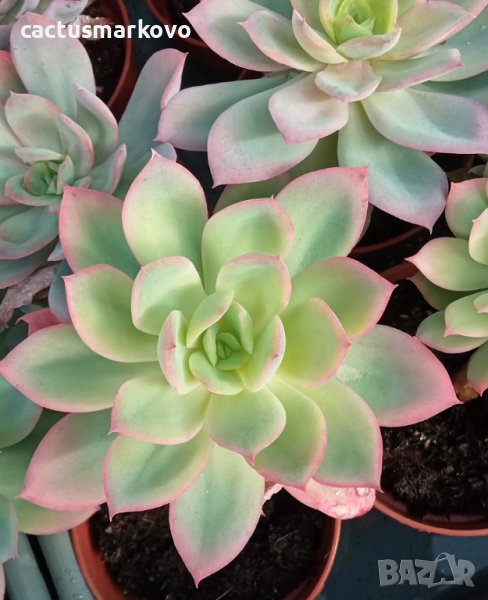 Echeveria Luela red, снимка 1