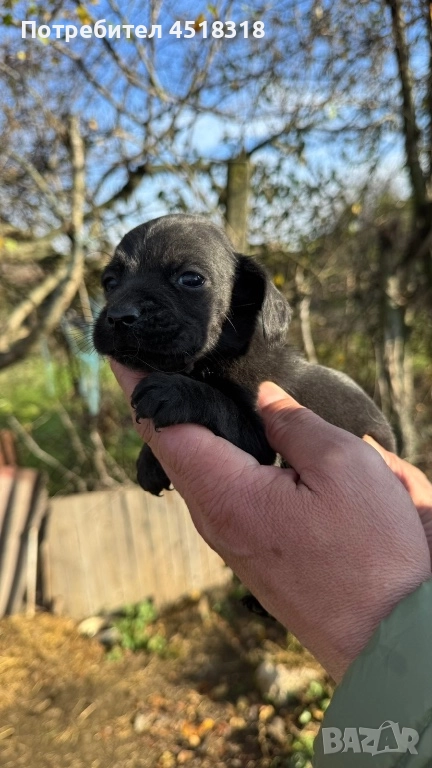 Кокер, снимка 1