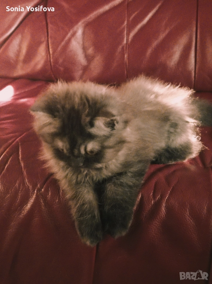 персийско коте продавам , снимка 1