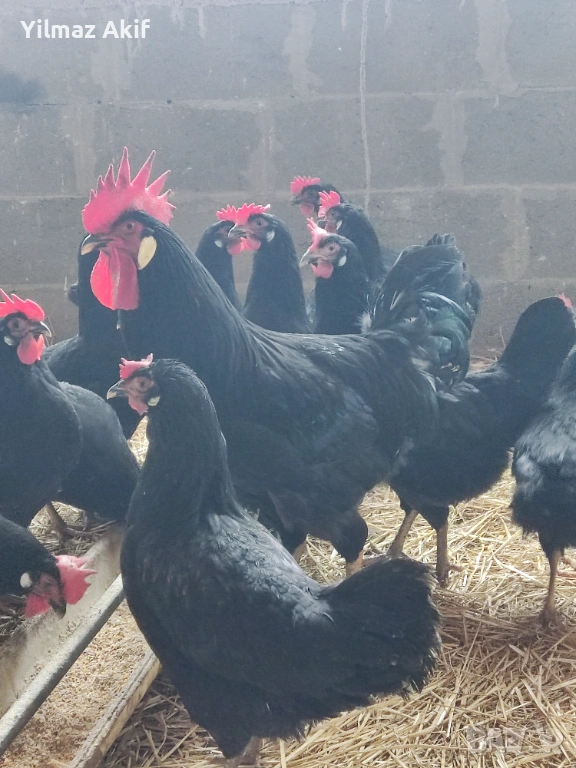  Яйца от черен Легхорн, снимка 1