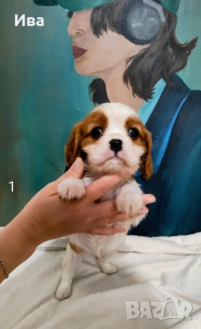 кавалер кинг чарлз шпаньол, снимка 6 - Кавалер кинг чарлз шпаньол - 52039746