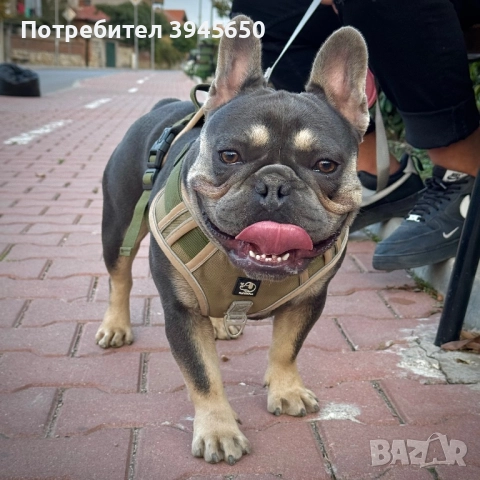 Мъжки френски булдог 