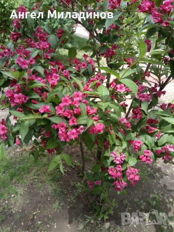 Декоративен храст- Вайгела, снимка 3 - Градински цветя и растения - 40414600