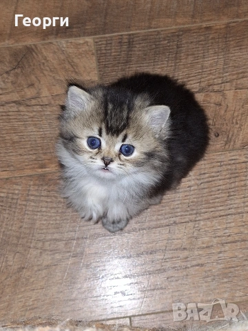 Британски късокосмести, снимка 13 - Британска късокосместа - 54100765