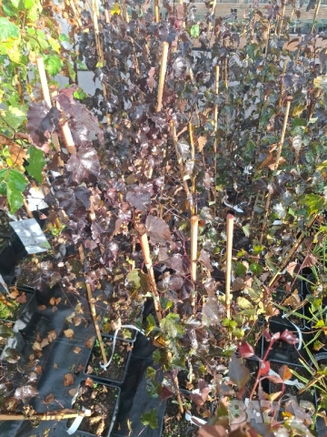 Червенолистна бреза royal frost в саксия , снимка 3 - Градински цветя и растения - 51956160