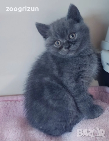 Шотландски котета момчета и момичета, снимка 4 - Други - 52263187