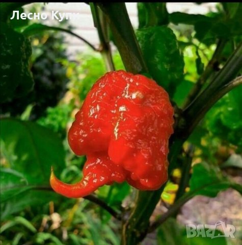 Семена от шестте най-лютите чушки на планетата : 1. Каролина Рийпър (Carolina Reaper) Средна лютивин