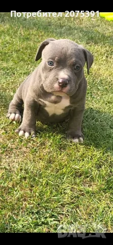 Топ Американско були покет American bully , снимка 2 - Други - 55673088