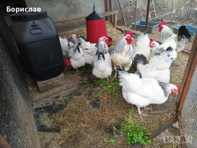 Яйца за люпене, снимка 6 - Кокошки и пуйки - 53962124