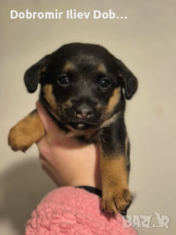 Продавам малки кученца, снимка 5 - Други - 52747021