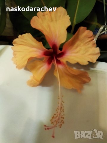 Китайски рози хибискус цвят банан оранжев празен фуния , снимка 4 - Стайни растения - 39360805