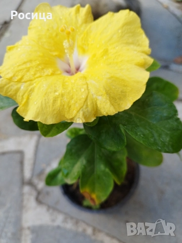 хибискус , снимка 2 - Стайни растения - 51516514