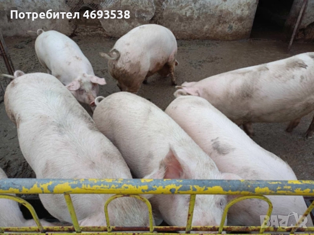 Продавам прасета , снимка 3 - Прасета - 52910971
