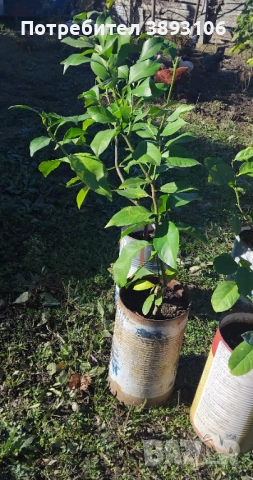 Лимонени дръвчета , снимка 2 - Градински цветя и растения - 52597022