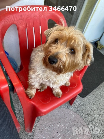 Йоркширски териер, снимка 3 - Йоркширски териер - 54183286