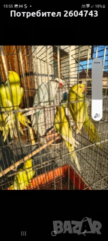 Продавам различни видове папагали , снимка 8 - Папагали - 52892178