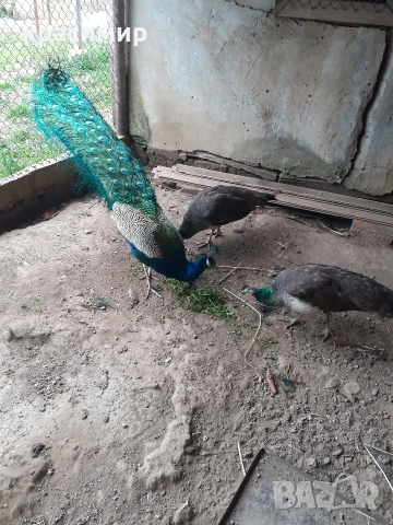 Пауни , снимка 4 - други­ - 54055436