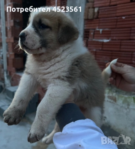 Сао-Алабай, снимка 2 - Алабай - 53023409