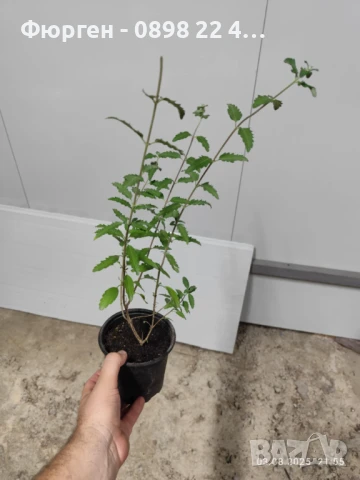 Кариоптерис, снимка 3 - Разсади - 51247983