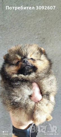 Померан чета мъжки и женски , снимка 5 - Померан - 52646640