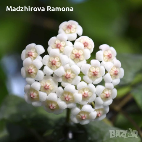 Hoya Rotundiflora , снимка 1