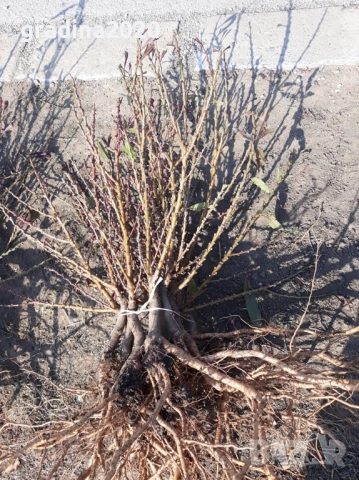 МИНИ Плодни дръвчета-Перфектни за малка градина или вътрешен двор / тераса., снимка 6 - Градински цветя и растения - 27247024