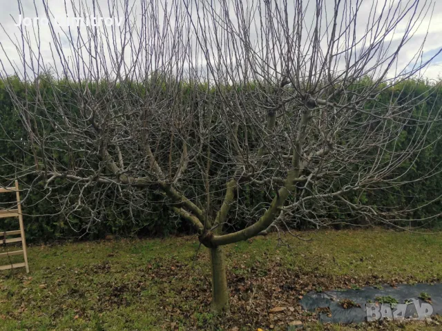 Поддръжка/Рязане на овошки и опасни дървета/Почистване на терени/Пръскане и изкореняване, снимка 2 - Други услуги - 48229933
