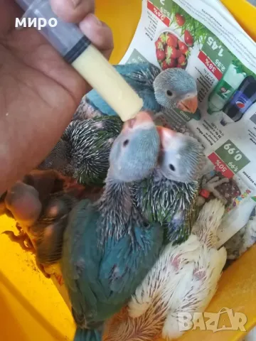 Бебета Малък Александър, ръчно хранени!, снимка 3 - Папагали - 50318040