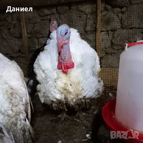 Американски Пуйки