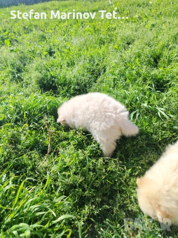 Померани малки кучета, снимка 5 - Померан - 54328337