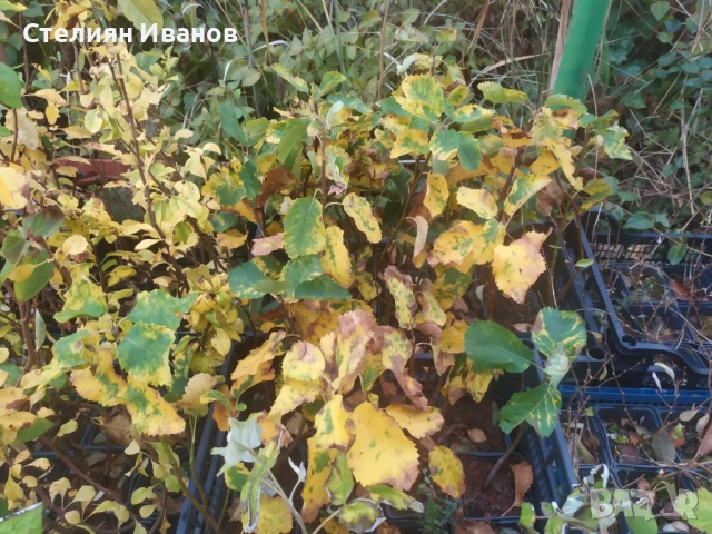 Канадска ирга, канадска боровинка, амеланхер (Amelanchier alnifolia 'Smokey'), снимка 4 - Градински цветя и растения - 52354285