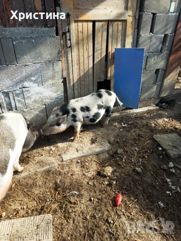 Виетнамски прасета, снимка 4 - Прасета - 52295661